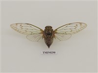 藏品(臺灣騷蟬)的圖片